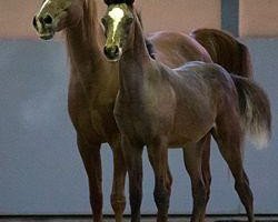 broodmare BA Samoa 1993 EAO (Arabian thoroughbred, 1993, from Alaa Ibn Tuhotmos EAO)