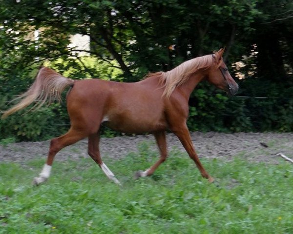 horse LK Sheena 2008 ox (Arabian thoroughbred, 2008, from Hamra Ali Shamal 1993 ox)