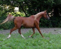 Pferd LK Sheena 2008 ox (Vollblutaraber, 2008, von Hamra Ali Shamal 1993 ox)