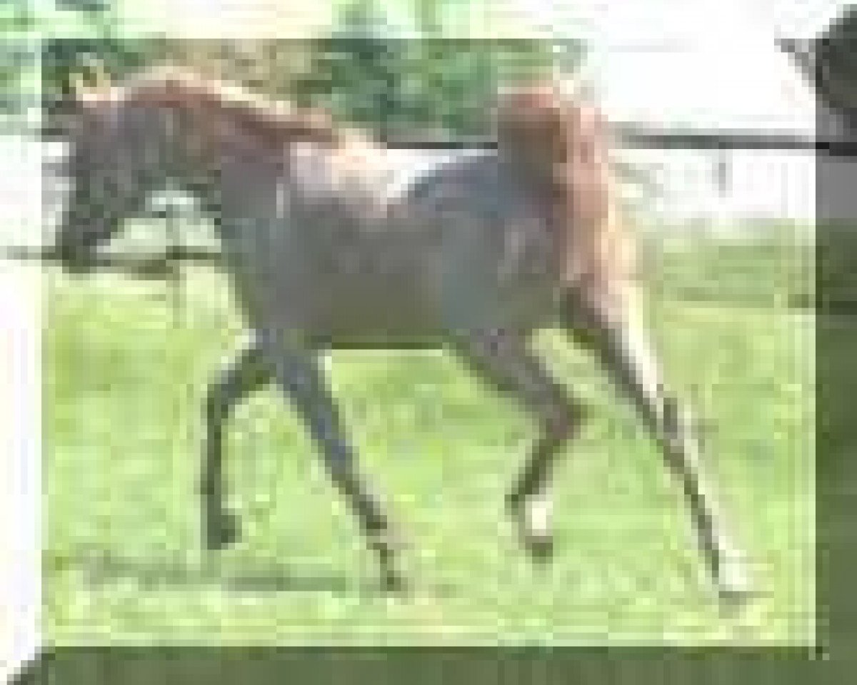 stallion Hamra Ali Shamal 1993 ox (Arabian purebred, 1993, from Ansata El Salaam ox)