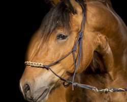 horse Vito 35 (South German draft horse, 2007, from Schlawiner)