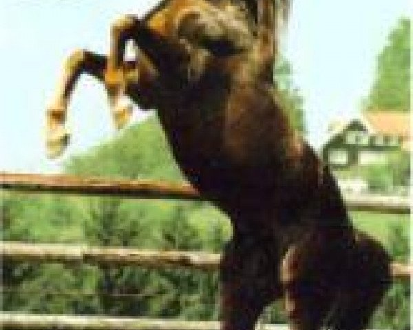 stallion Sherif Pasha 1982 ox (Arabian thoroughbred, 1982, from Ansata Abbas Pasha 1964 ox)