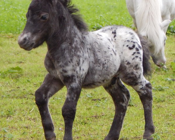 horse Ferdi (Dt.Part-bred Shetland pony, 2014, from Fabian)