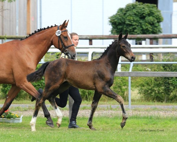 jumper Elton (Hanoverian, 2014, from Escudo I)