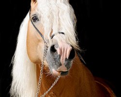 stallion Natiello (0,39% ox) (Haflinger, 2005, from Nordkerl)