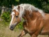 stallion Winzertraum (Haflinger, 2009, from Wolfgang)