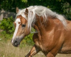 stallion Winzertraum (Haflinger, 2009, from Wolfgang)