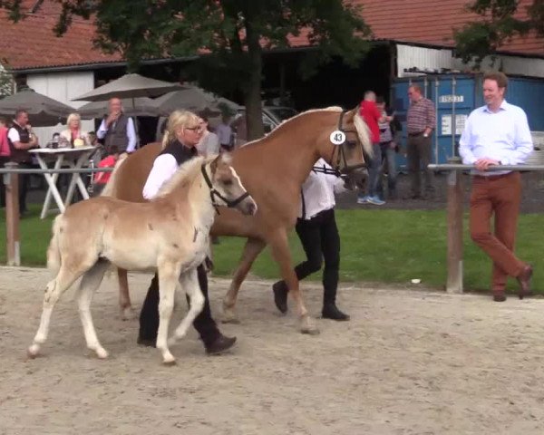 Stuten- und Fohlenschau in Espelkamp 2016
