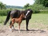 broodmare Petit Fleur (Westphalian, 1997, from Polany)