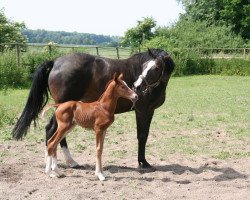 broodmare Petit Fleur (Westphalian, 1997, from Polany)