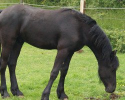 Pferd Pegasus vom Mühlenhof (Friese, 2013, von Fedde fan Horp)