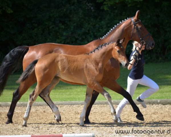 broodmare Wioletta (German Sport Horse, 2014, from Decurio 3)