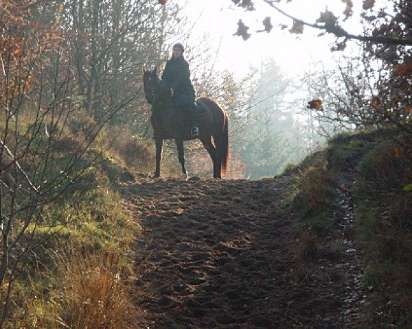 broodmare Salima (Shagya Arabian, 2004, from Basyl)