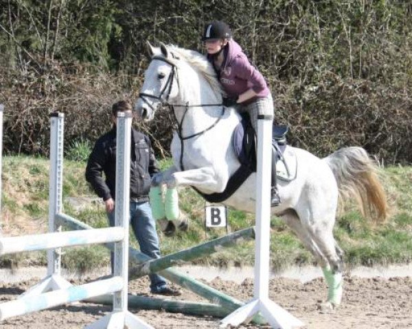 dressage horse Cariño (Andalusier, 1999, from Mucho)