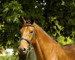 jumper Casper 303 (German Warmblood, 2007, from Carlos DZ)