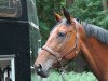 broodmare Loreen 137 (Sachse, 2001, from Dinglinger)