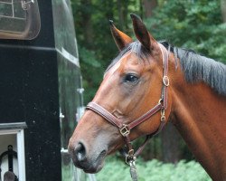 broodmare Loreen 137 (Sachse, 2001, from Dinglinger)