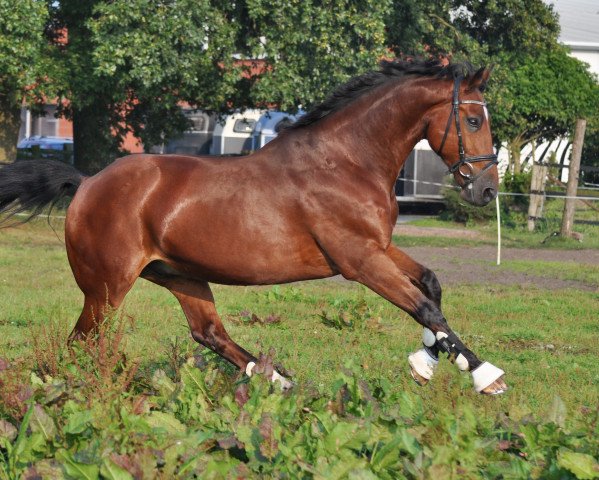 Springpferd Castor 114 (Anglo Europäisches Sportpferd, 2005, von Lancaster)