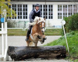 stallion Noble Prinz (3,52% ox) (Edelbluthaflinger, 2009, from Nebos I (3,125% ox))