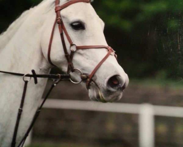 horse Chimanski 3 (Westphalian, 2003, from Contendro I)