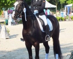 dressage horse Discovery 42 (Oldenburg, 2002, from St. Ludwigs Defacto)