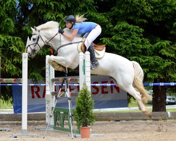 Dressurpferd Top Blue Patch (Belgisches Reitpony,  , von Dexter Leam Pondi)