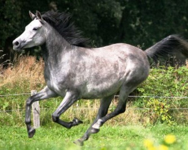 broodmare GS Gameela (Arabian thoroughbred, 2006, from Gamil Salaam ox)