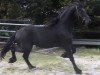 stallion Oscar (Friese, 2012, from Hengst von Maurus)