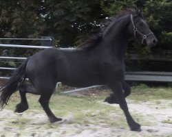 stallion Oscar (Friese, 2012, from Hengst von Maurus)