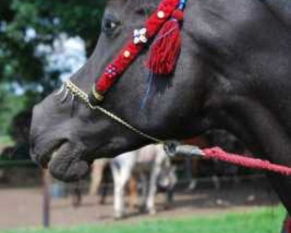 Zuchtstute Sheerara ox (Vollblutaraber, 2000, von Ebony Raisuli EAO)