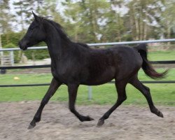 broodmare GS Aziza Bint Sheerara (Arabian thoroughbred, 2012, from El Faatin EAO)