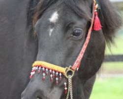 broodmare GS Dalima Amira (Arabian thoroughbred, 2010, from El Faatin EAO)