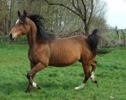 broodmare Basita ox (Arabian thoroughbred, 1999, from Rafik ox)