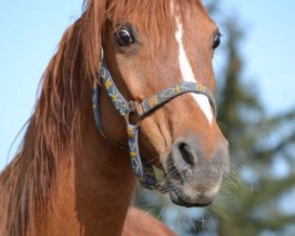 broodmare Safanad Wakila Bint Salaam ox (Arabian thoroughbred, 1994, from Ansata El Salaam ox)