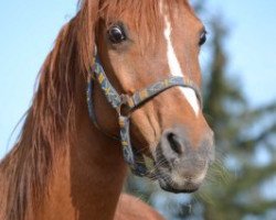 broodmare Safanad Wakila Bint Salaam ox (Arabian thoroughbred, 1994, from Ansata El Salaam ox)