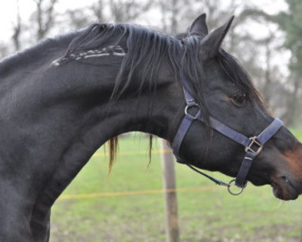 stallion El Faatin EAO (Arabian thoroughbred, 1990, from Masir EAO)