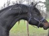 stallion El Faatin EAO (Arabian thoroughbred, 1990, from Masir EAO)