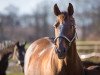 broodmare Chinira (Oldenburg, 2001, from De Niro)