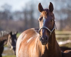 broodmare Chinira (Oldenburg, 2001, from De Niro)