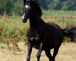 Springpferd Paddy Pepper 2 (Deutsches Reitpony, 2003, von FS Pour l'Amour)