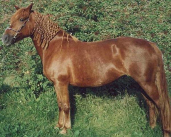 broodmare Towa (Pony without race description, 1994, from Unbekannt PONY)