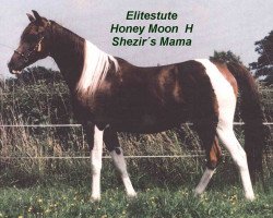 broodmare Honey Moon - H (Arabian, 1988, from Ameen EAO)