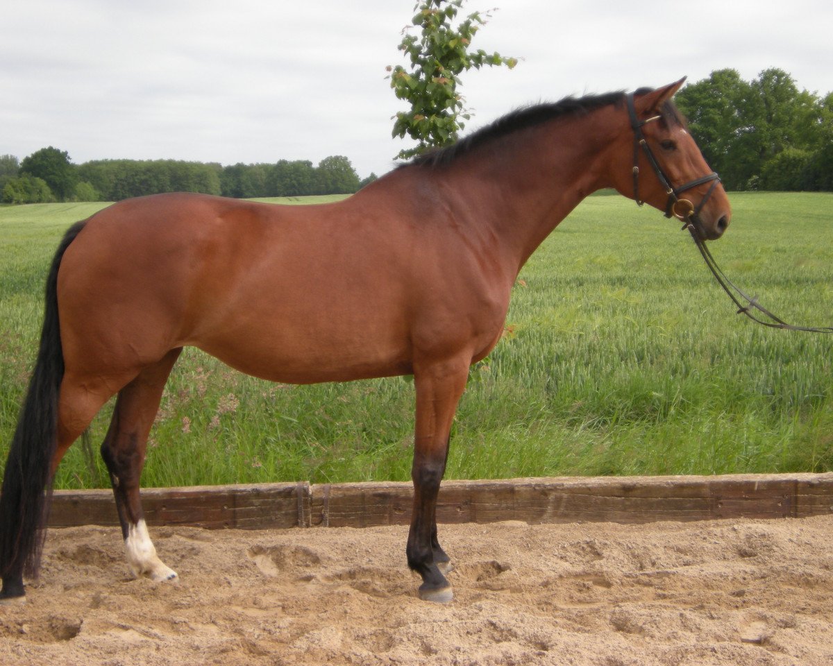 broodmare Tigra 9 (Holsteiner, 2003, from Carolus I)