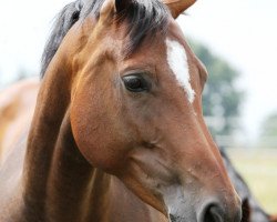 broodmare Rock'n Rose 3 (Rhinelander, 2006, from Rocket Star)