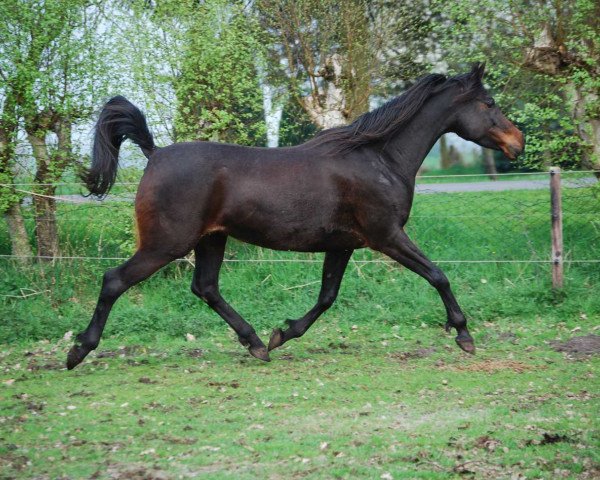 broodmare AJM Sirikith ox (Arabian thoroughbred, 1998, from Sahib el Assuad ox)