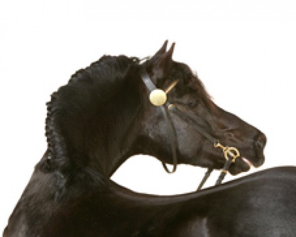 stallion Fronarth Trysor (Welsh-Cob (Sek. D), 1988, from Cyttir Telynor)
