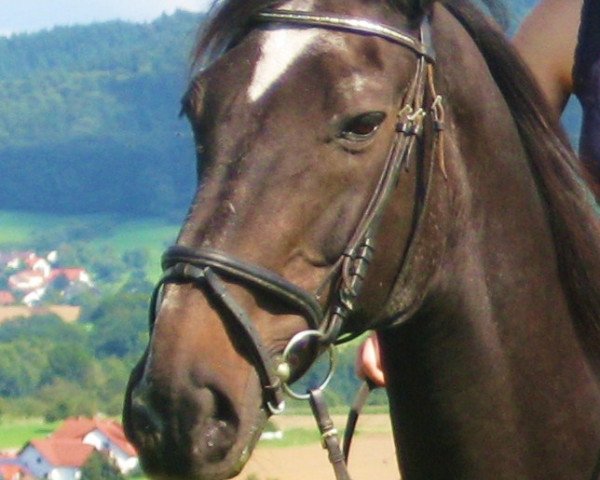 horse Etoile 44 (German Warmblood, 1989, from Argentano)