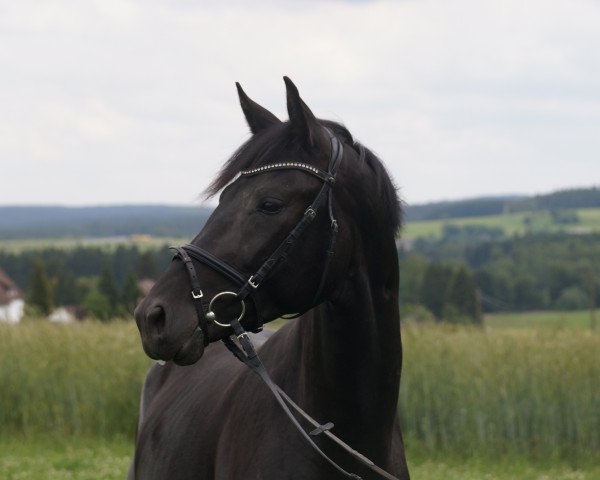 dressage horse RPZ Deluxe (Bavarian, 2011, from Destano)