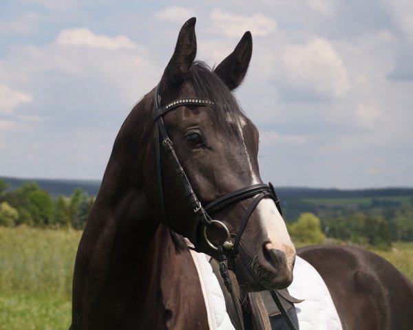 dressage horse RPZ Fantastico (Bavarian, 2011, from Fürst Fugger)