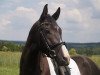 dressage horse RPZ Fantastico (Bavarian, 2011, from Fürst Fugger)